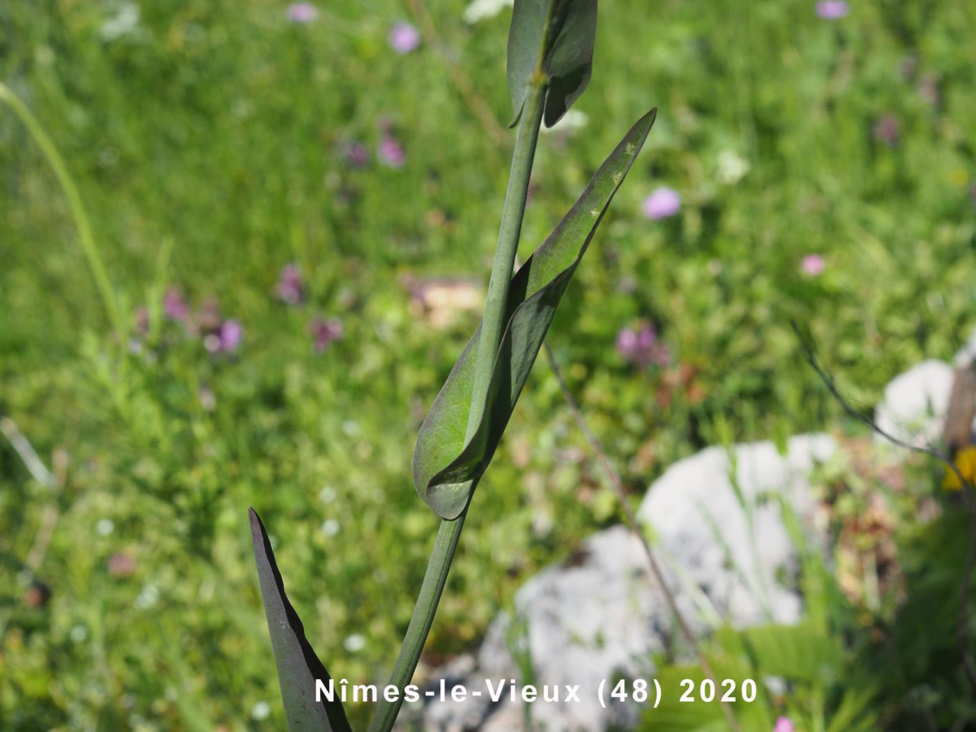 Rock-cress, [Cabbage-leaved] leaf